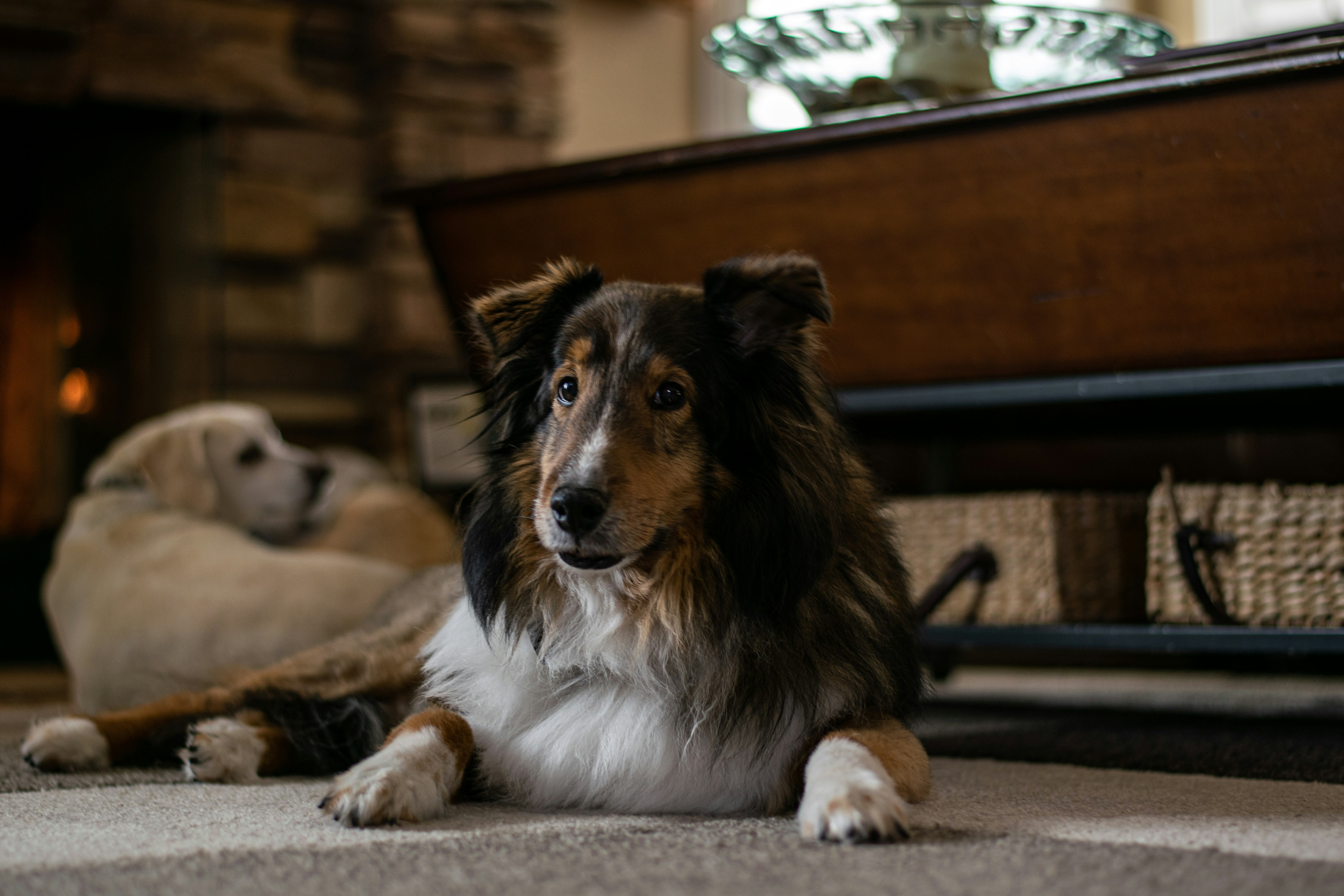 brown white and black long coated dog lying on floor